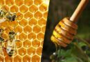 How do Honeybees Make Honey?